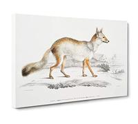 Bengal Fox by John Edward Gray Canvas Print | Gallery Wrapped 30mm Frame Wall Art | 30x20 inches | Ready to Hang | Modern Animals Picture | Living Room Bedroom Lounge Office