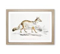 Bengal Fox by John Edward Gray Framed Print | A2 Oak Framed Wall Art | Ready to Hang | Modern Animal Picture | Living Room Bedroom Lounge Office
