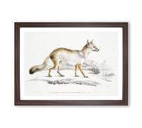 Bengal Fox by John Edward Gray Framed Print | A2 Walnut Framed Wall Art | Ready to Hang | Modern Animal Picture | Living Room Bedroom Lounge Office