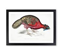 Bengal Horned Pheasant by John Edward Gray Framed Print | A2 Black Framed Wall Art | Ready to Hang | Modern Nature Picture | Living Room Bedroom Lounge Office
