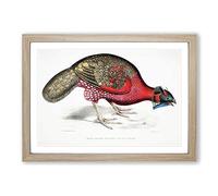 Bengal Horned Pheasant by John Edward Gray Framed Print | A2 Oak Framed Wall Art | Ready to Hang | Modern Nature Picture | Living Room Bedroom Lounge Office