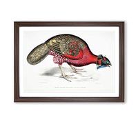 Bengal Horned Pheasant by John Edward Gray Framed Print | A2 Walnut Framed Wall Art | Ready to Hang | Modern Nature Picture | Living Room Bedroom Lounge Office