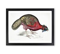 Bengal Horned Pheasant By John Edward Gray Vintage Framed Print | A2 Black Framed Wall Art | Ready to Hang | Classic Nature Picture | Living Room Bedroom Lounge Office