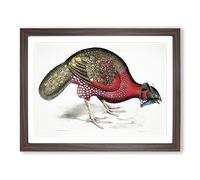 Bengal Horned Pheasant By John Edward Gray Vintage Framed Print | A2 Walnut Framed Wall Art | Ready to Hang | Classic Nature Picture | Living Room Bedroom Lounge Office