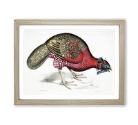 Bengal Horned Pheasant By John Edward Gray Vintage Framed Print | A3 Oak Framed Wall Art | Ready to Hang | Classic Nature Picture | Living Room Bedroom Lounge Office