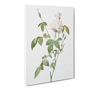 Bengal Rose In White By Pierre Joseph Redoute Canvas Print | Gallery Wrapped 30mm Frame Wall Art | 30x20 inches | Ready to Hang | Retro Floral Picture | Living Room Bedroom Lounge Office