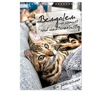Bengalen - verschmust und abenteuerlustig (Wandkalender 2024 DIN A4 hoch), CALVENDO Monatskalender