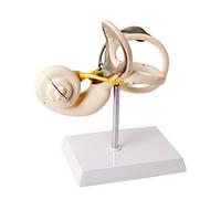 Benilev Cochlear Semicircular Canal Model