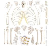 Benilev Disarticulated Human Skeleton Model for Anatomy, Full Size 67'' Skeleton with 200+ Bones Structures 3 Poster Skull Spine Bones Articulated Hand & Foot, for Anatomy Medical Learning