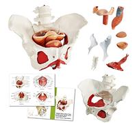 Benilev Female Pelvis Model with Pelvic Floor Muscles Perineal Model Female Anatomy Model 1:1 Life Size Human Skeleton Medical Science Educational Equipment Anatomy Medicine