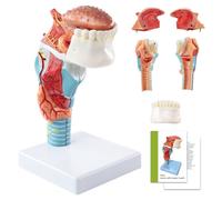 Benilev Human Laryngeal Anatomy Model, Including Tongue, Teeth, Thyroid and Laryngeal Structure Research Models, Suitable for Medical Education, Training and Research