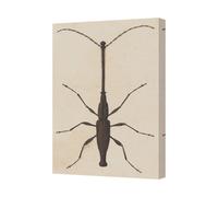 Benjamin Tate Design Beetle Insect Wall Art Canvas Print With Gallery Wrapped Frame