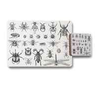 Benjamin Tate Design big set of insects bugs beetles & bees fleas many species in vintage old hand drawn style placemat coaster set in Natural Benjamin Tate Design Natural