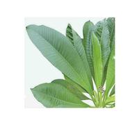 Benjamin Tate Design Collection Of Green Leaves On White Splash Back in Natural Benjamin Tate Design Natural