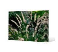 Benjamin Tate Design decorative cat tail grass growing along a walkway (Canvas Print) / 31 x 41 x 4cm in Natural | Size: 31 x 41 x 4 cm Benjamin Tate Design Natural 31 x 41 x 4 cm