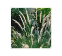 Benjamin Tate Design Decorative cat tail grass growing along a walkway Designer Splash Back in Natural Benjamin Tate Design Natural