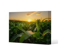 Benjamin Tate Design Field At Sunset (Canvas Print) Slim Style Canvas Print 50X60Cm , 15mm Slim Real Wood.