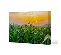 Benjamin Tate Design Green Corn Field In Agricultural Garden And Light Shines Sunset Slim Style Canvas Print 30X40Cm , 15mm Slim Real Wood.