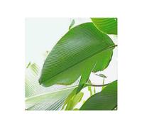 Benjamin Tate Design Green Leaf Splash Back in Natural Benjamin Tate Design Natural