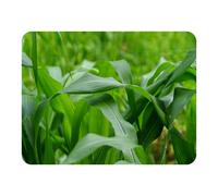 Benjamin Tate Design Green Leaves corn fields as background Designer Blanket in Natural | Size: 120 cm x 150 cm Benjamin Tate Design Natural 120 cm x 150 cm