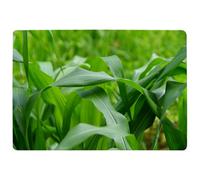 Benjamin Tate Design Green Leaves Corn Fields As Background Designer Special Soft Home Rug
