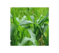 Benjamin Tate Design Green Leaves Corn Fields As Background Designer Splash Back Designer Style