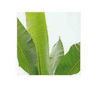 Benjamin Tate Design Green Leaves On White Splash Back Designer Style