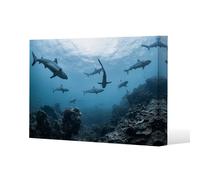 Benjamin Tate Design Schooling grey reef sharks, Ningaloo reef, Western Australia (Canvas Print) / 61 x 91 x 4cm in Natural | Size: 61 x 91 x 4 cm Benjamin Tate Design Natural 61 x 91 x 4 cm