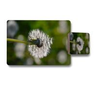 Benjamin Tate Design seedhead of a dandelion in spring on a field close up flower head fluffy flower placemat coaster set in Natural Benjamin Tate Design Natural