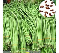 Benoon 250pcs Semi di fagioli lunghi, semi di verdure commestibili non-GMO freschi naturali naturali fagioli a fagioli lunghi accessori agricoli Verde