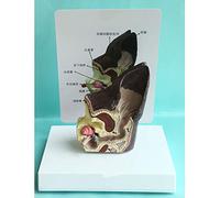 Bento The Dog Ear Anatomy Model, Normal Ear Health and Infected Pathological FET Family Veterinary Equipment model enseignement18 * 15 * 15cm,Natural