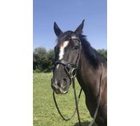 BENZ EQUESTRIAN ANATOMICAL LEATHER JUMPING BRIDLE PADDED COMFORT SHOW STITCHING BLACK (cob/medium, black)