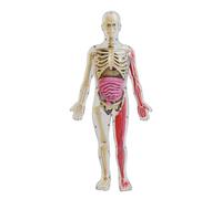 bephible Human Body Teaching Aid Bones Learning Toy 3d Human Body Model Set with Glow-in-the-dark Removable Torso Educational Anatomy Teaching Aid for Students Clear