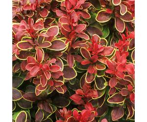 Berberis 'Chiquita' Barberry Deciduous Hardy Compact Shrub Plant | 9cm