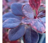 Berberis 'Flamingo' Barberry Deciduous Hardy Upright Shrub Plant | 9Cm