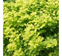 Berberis thunbergii 'Aurea' Japanese Barberry Deciduous Hardy Shrub | 9cm Pot