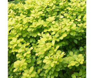 Berberis thunbergii 'Aurea' Japanese Barberry Deciduous Hardy Shrub | 9cm Pot
