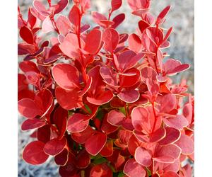Berberis thunbergii 'Orange Rocket' Japanese Barberry Hardy Shrub Plant in Pot