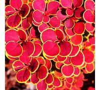 Berberis thunbergii 'Orange Sunrise' Japanese Barberry Potted Garden Shrub