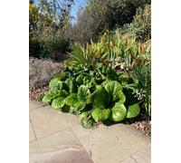 Bergenia Ciliata Dumbo Giant Bergenia 9Cm Plant