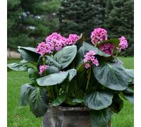 Bergenia Cordifolia Rotblum Elephant's Ears Perennial 3 Plug Plant