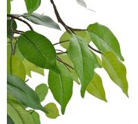 Berkfield Home Artificial Dwarf Ficus with Pot 60 cm in Green Berkfield Home Green