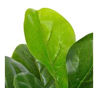 Berkfield Home Artificial Plant Fiddle Leaves with Pot Green 90 cm Berkfield Home Green