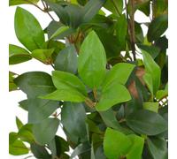 Berkfield Home Artificial Plant Laurel Tree with Pot Green 150 cm Berkfield Home Green