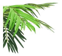 Berkfield Home Realistic Artificial Phoenix Palm with Pot 190 cm Green Berkfield Home Green