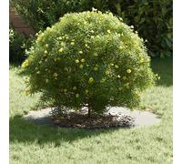 Berkfield Home Stunning Galvanised Metal Planter Galvanised Galvanised Iron Larg in Silver Berkfield Home Silver