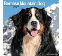 Bernese Mountain Dog