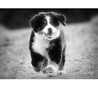 Bernese Mountain Dog Black and White Art Birthday Card