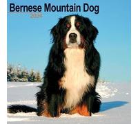 Bernese Mountain Dog Calendar 2024 | Square Dog Breed Wall Calendar - 16 Month