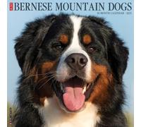 Bernese Mountain Dogs 2025 Wall